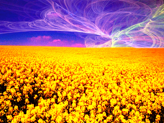 fieldofweirdshit.jpg